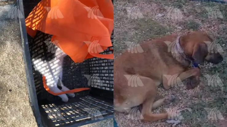 ¡Imperdonable! Envenenan a mascotas en fraccionamiento de Chetumal