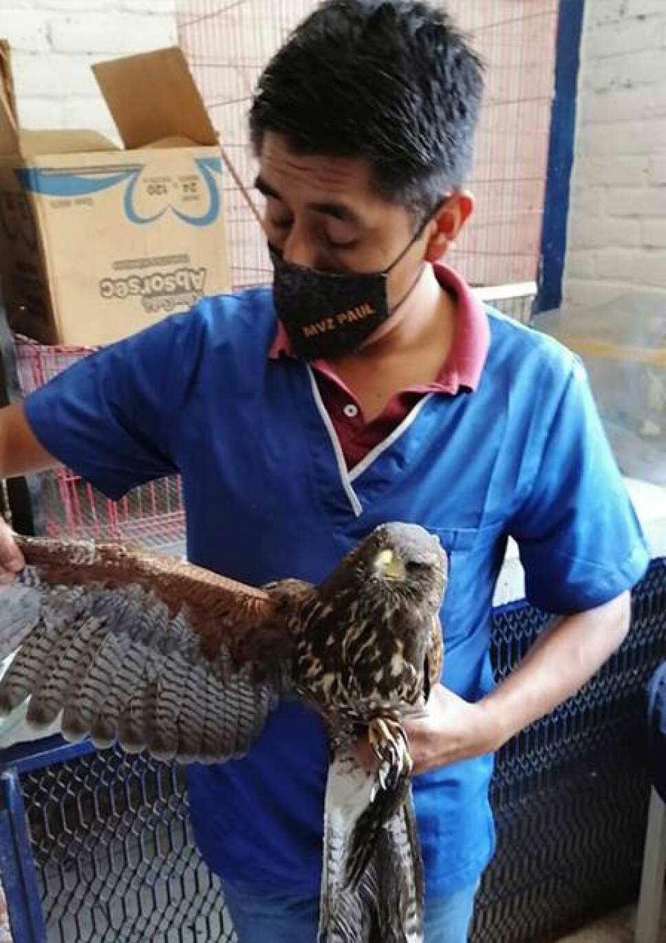 Aguililla rescatada