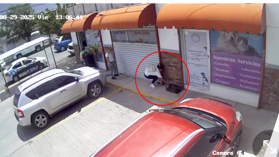 abandono de gatitos Dale.jpg