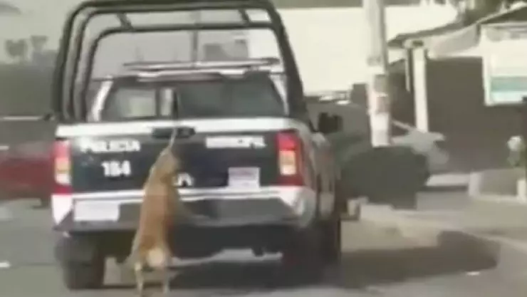 Patrulla de policía arrastra a perrita en Tizayuca; esto fue lo que pasó_VIDEO.jpg
