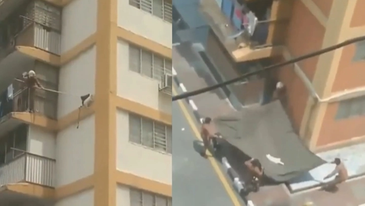 Rescatan a gato de décimo piso.