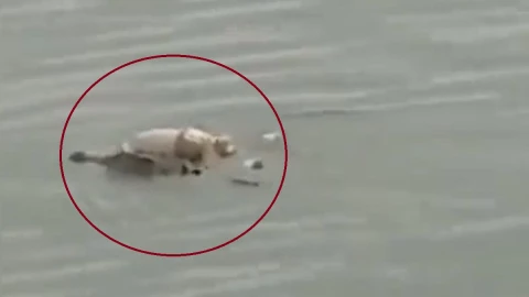 cocodrilo héroe cuerpo niño ahogado indonesia