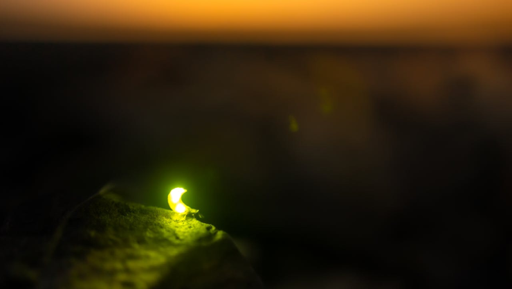 Luciérnaga con luz verde.