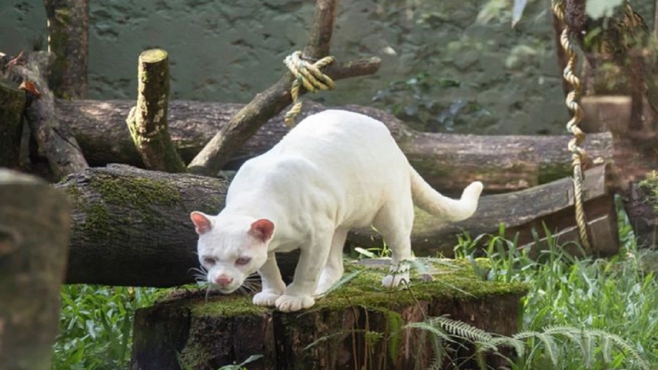 ocelote albino
