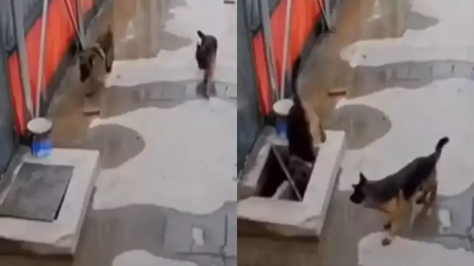 VIDEO: Perro pide ayuda a una persona para rescatar a otro perro