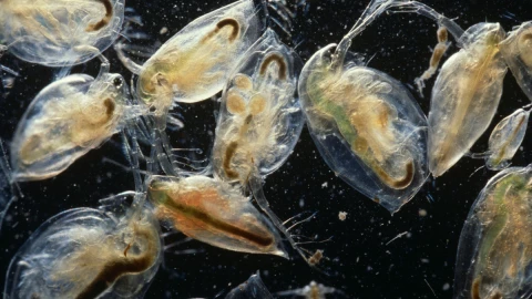 Pulgas de agua podría digerir sustancias tóxicas en aguas residuales