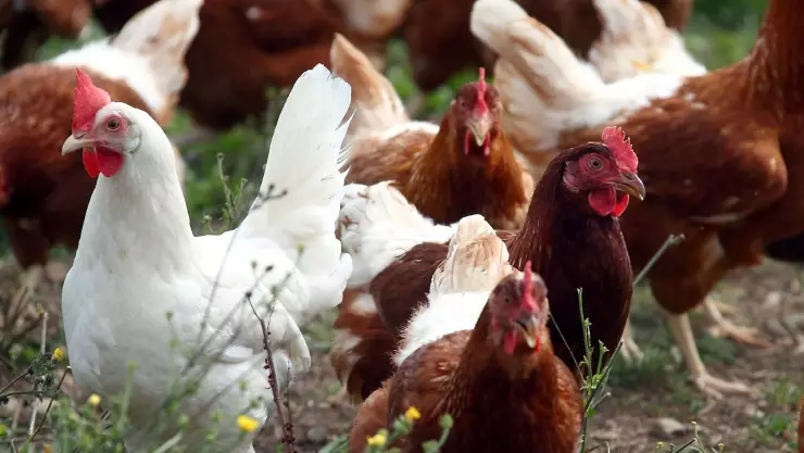 pollos dinamarca.jpg