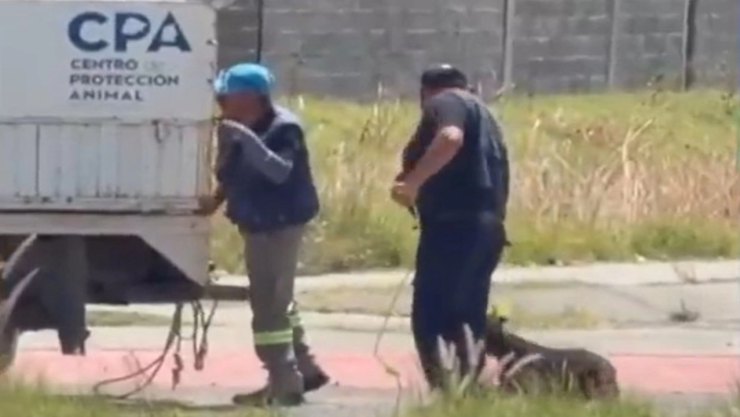 Captan-a-trabajadores-de-la-perrera-de-Celaya-presuntamente-maltratando-a-un-perro-durante-traslado.webp