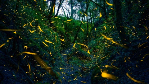 Avistamiento de luciérnagas UNAM 2025