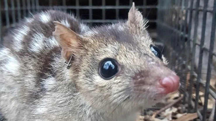 Increíble! Este pequeño animal puede morir por buscar sexo