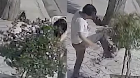 VIDEO Joven se pelea con un árbol en Bolivia; estaba bajo los efectos del alcohol