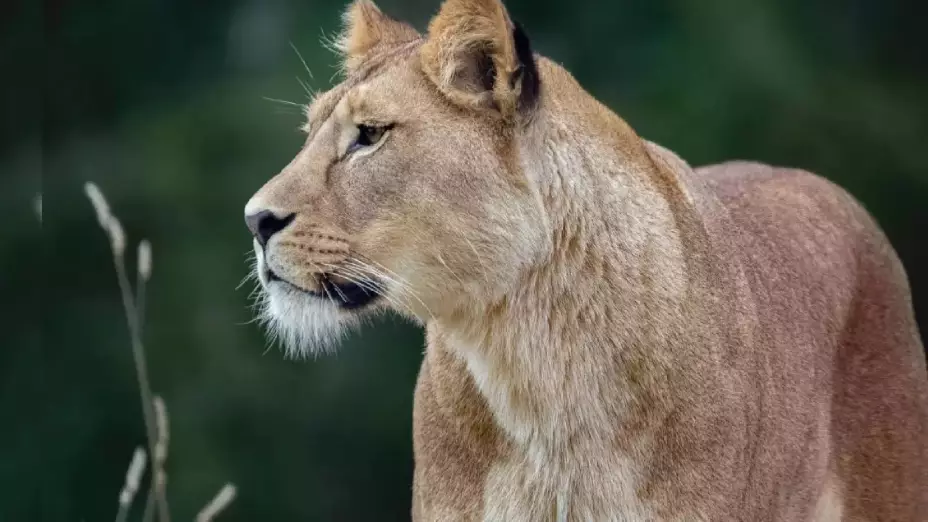 Hombre de 19 años MUERE tras ser ATACADO por una LEONA en zoológico