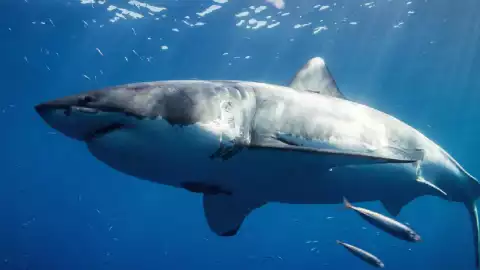 Tiburón Blanco decapita