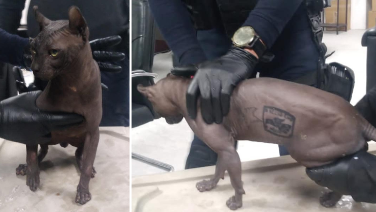 gato egipcio en penal de Ciudad Juárez