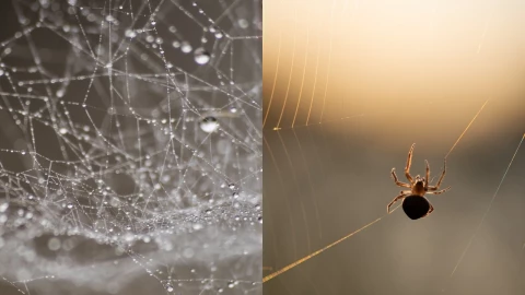 Arañas vuelan ssuarios redes sociales caída telarañas Tamaulipas