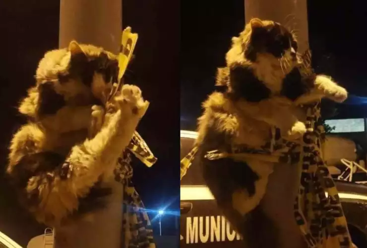 gato amarrado poste policias baja california.jpg