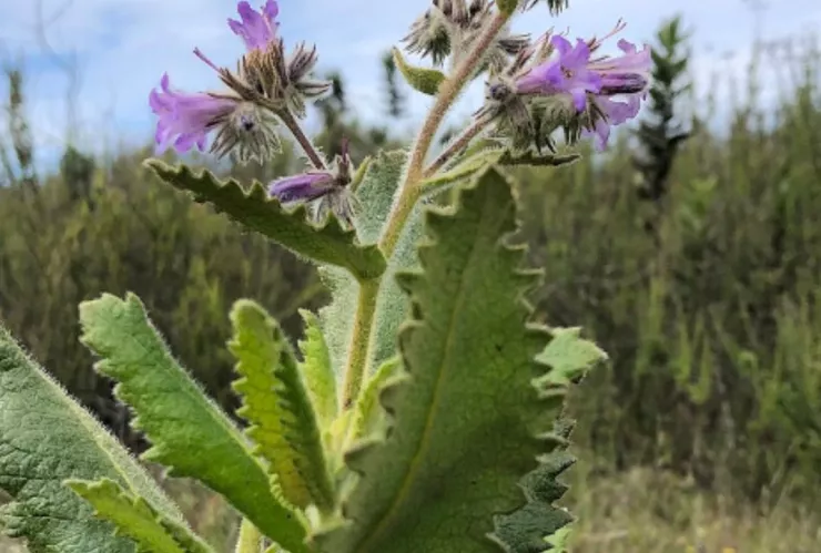 Descubre los beneficios de la Hierba Santa en Baja California y sus usos medicinales
