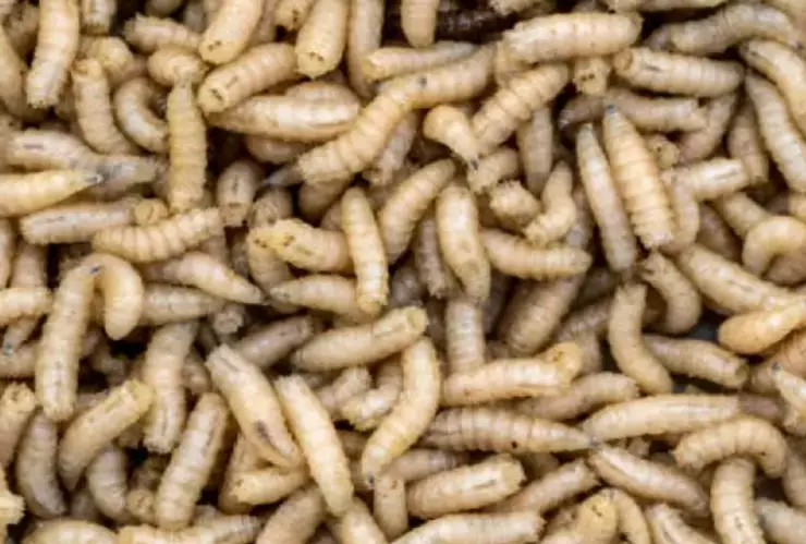 miasis gusano barrenador