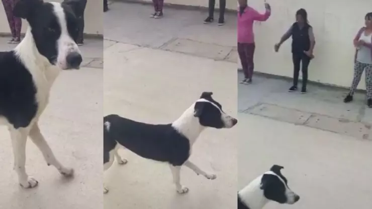 Perrito hace ejercicio