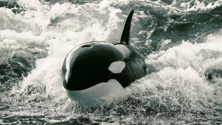 una orca beb&eacute; choca contra las olas de una playa