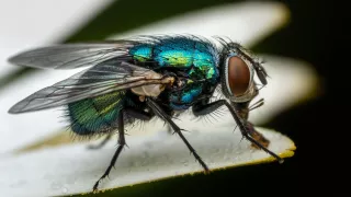 Confirman primer caso de gusano barrenador en La Chona; ¿cuáles son los síntomas comunes