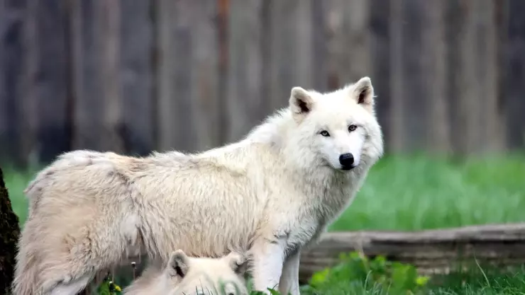Así fue como el amistoso y noble lobo blanco engañó a las usuarias de TikTok