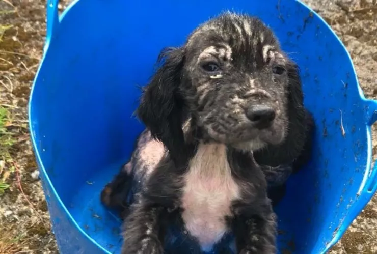 perrito, abandonado, policía.jpg