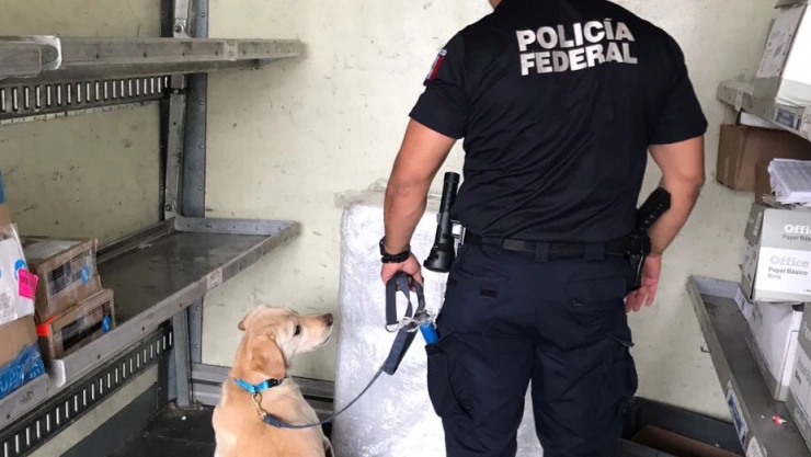 Incautacion de droga