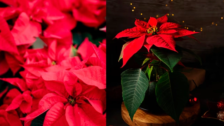 Flor de Nochebuena en Chiapas: origen, significado y cómo se usa en las fiestas decembrinas