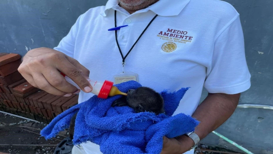 atencion primates.jpg