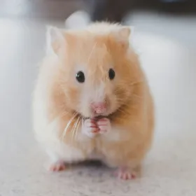 Muchas personas se han preguntado en días recientes si tener un hámster en casa aumenta el riesgo de contagio de hantavirus.