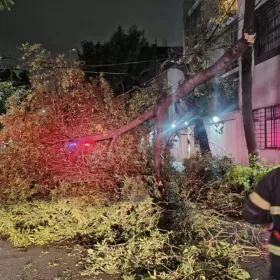 Caída de árbol en la Del Valle: Baches, socavones, hundimientos y accidentes en CDMX HOY 27 de octubre