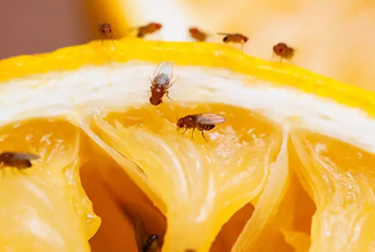 ¡Olvídate de las moscas de la fruta! Estos remedios caseros te ayudarán a eliminarlos por completo.jpg
