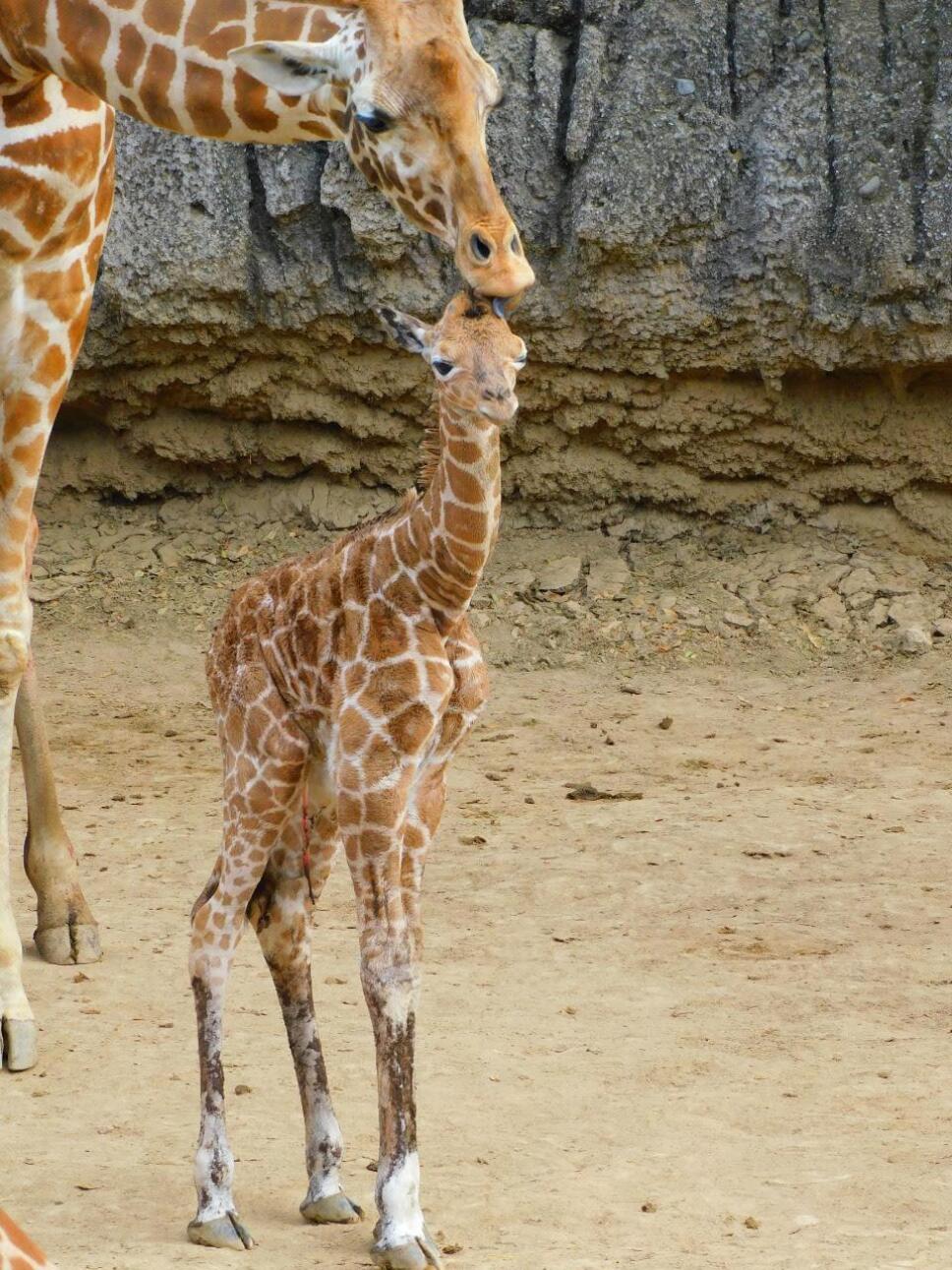 jirafa