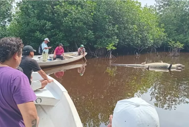 cocodrilo Lucho muerto en el agua, al lado de varias personas en lancha en La Ventanilla, Oaxaca