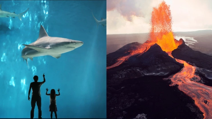 Hallan tiburones al interior de un volcán activo