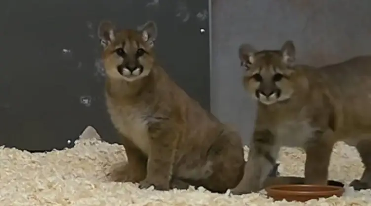 una imagen de estos bebés de cachorros de puma