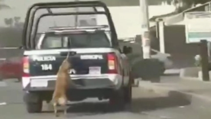 VIDEO: Patrulla de policía arrastró a una perrita en Tizayuca; ¿qué fue lo que pasó?