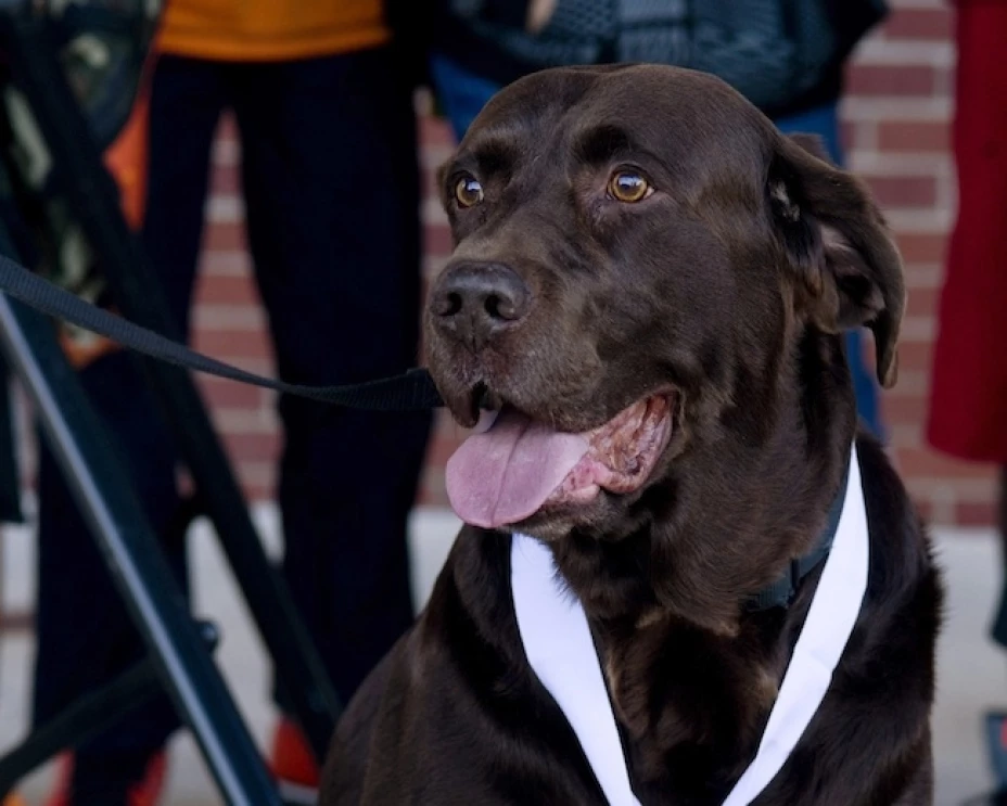 Boogie, un labrador de 8 años recibió una medalla por terminar el Medio Maratón de Evansville
