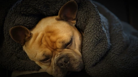 como-cuidar-mascotas-frio