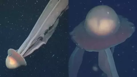 Medusa fantasma gigante