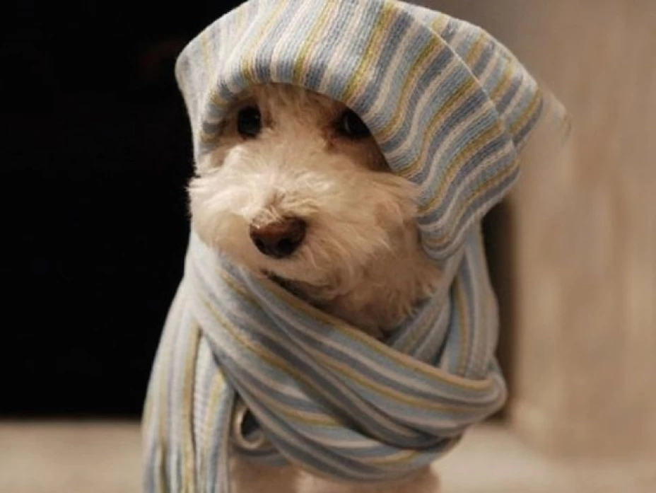 Una de las acciones preventivas esenciales en esta época es tener a tu mascota con todas sus vacunas