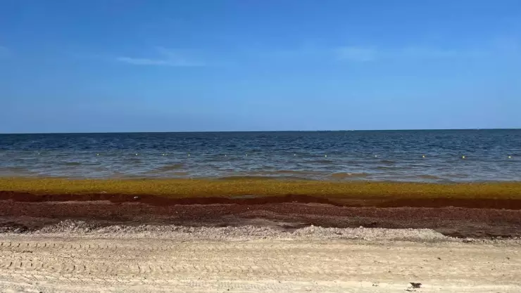 Lista de playas sin sargazo en Cancún y todo Quintana Roo HOY, 25 de septiembre