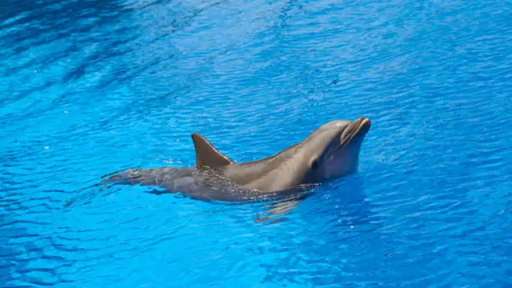 delfin.jpg