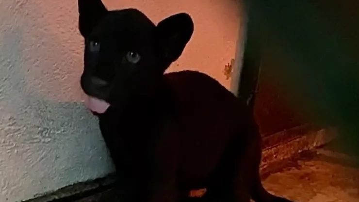Nace jaguar en el Zoológico de Chapultepec; madre lo rechaza