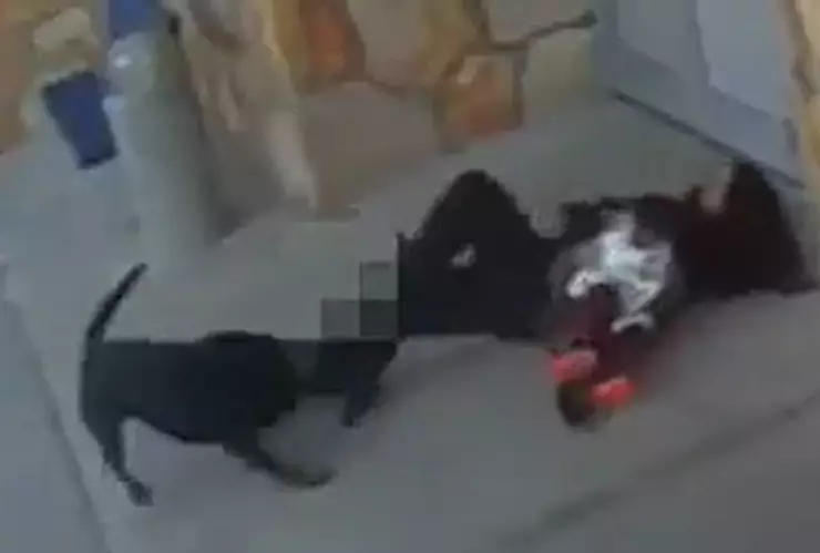 Perro ataca a mujer en Estados Unidos