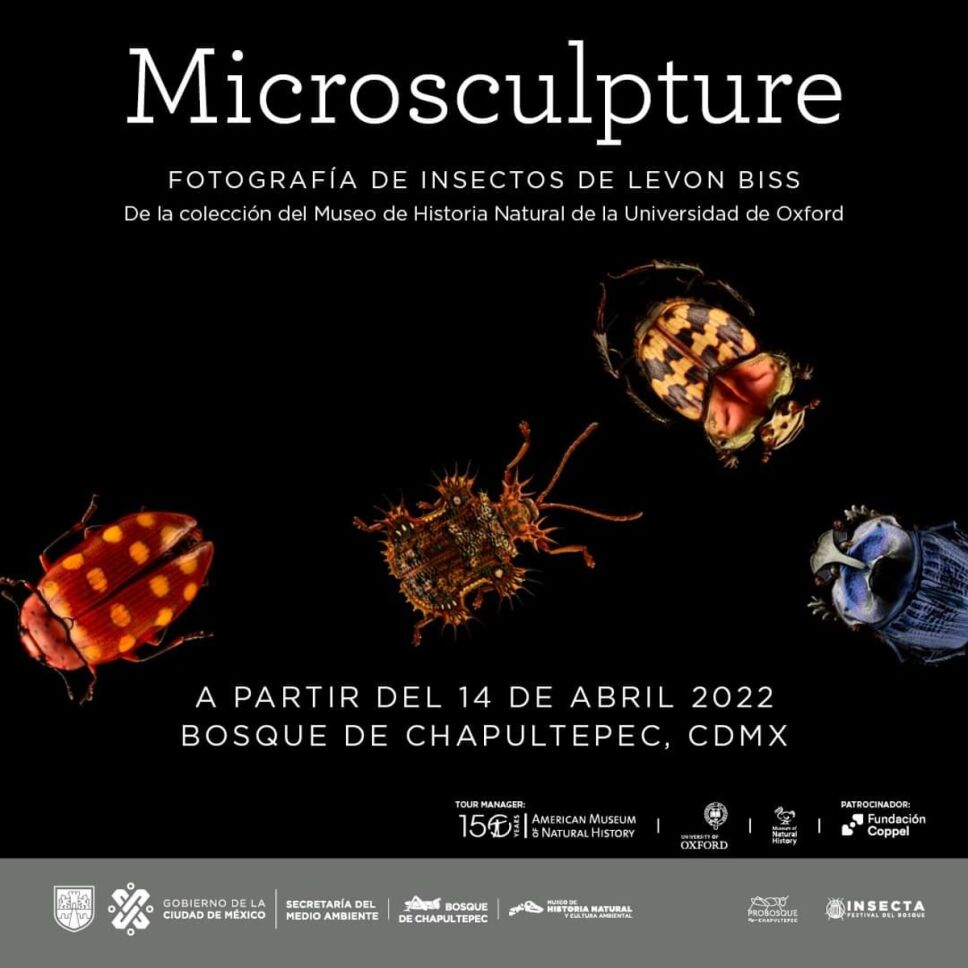 Microsculpture