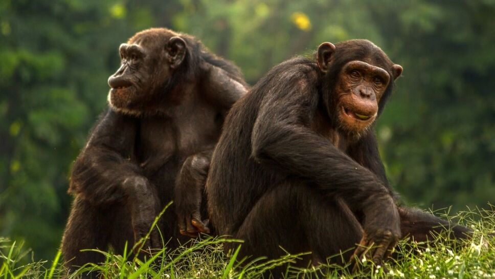 Chimpancé, Jane Goodall, abrazo 3.jpg