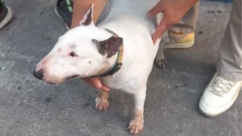 Hombre encierra perros en camioneta, en CDMX