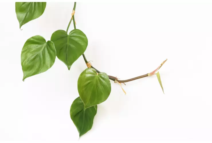 planta de interior poto